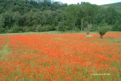 Champ de coquelicots - Magali Trille