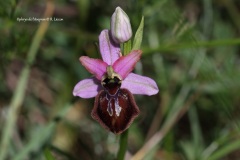 Ophrys de l'Aveyron - Rodolphe Liozon